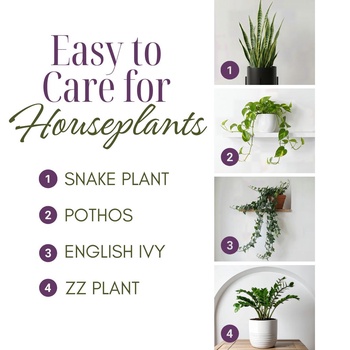 These easy-to-care-for houseplants thrive in low light, tolerate occasional missed... - Dianna Chen