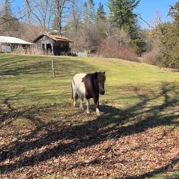 Just a pony hanging out at my inspection. NBD. - Dianna Chen